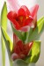 adéla m tulipan 1