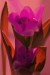 adéla m tulipan 2