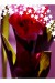 adelka m  tulipan 8