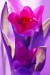 adelka m tulipan 5