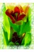 adelka m tulipan 6