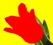eliska tulipan 3