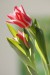 julie tulipan 1