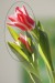 julie tulipan 10