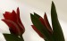 Kristýna - tulipány