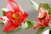 Kristýna - tulipány 2