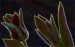 Kristýna - tulipány 4