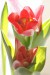 mia tulipán 1