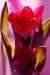 mia tulipán 4
