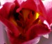 mia tulipán 10