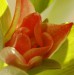 mia tulipán 11