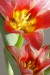 Vanesa tulipán 1