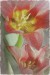 Vanesa tulipán 4
