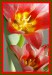Vanesa tulipán 5