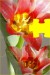 Vanesa tulipán 7