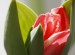 Vanesa tulipán 8