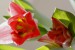 tulipan oliver1