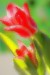 tobias tulipan 3