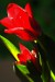 tobias tulipan 6