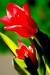tobias tulipan 12