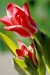 šimon b. tulipán 1