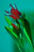 šimon f tulipan 2