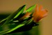 šimon f tulipan  9