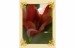 sára tulipán1