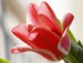 sára tulipán6
