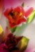Patrik S tulipan4
