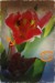 Patrik S tulipan5