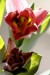 Marek tulipán 1 (2)