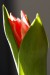 Kája-tulipány1