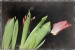 Kája-tulipány5