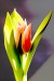Naty-tulipán1