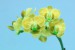 agi orchidei 2