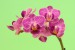 agi orchidei1