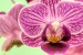 aja orchidej 5