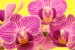 Ami orchidej