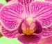 orchidej 1 Jakub