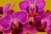 Anna orchidej 0
