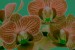 Anna orchidej 3