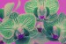 anna orchidej 6