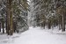 Josef B. 4.B Zimní krásy lesa