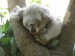 Ondřej L. - Spící koala